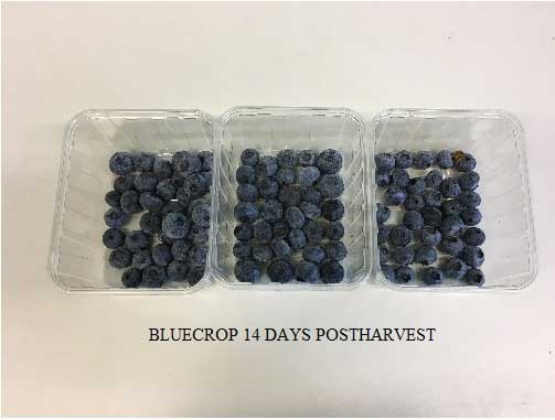 Blueberries of Bluecrop cultivar after 14 days of storage under low temperature and high relative humidity.